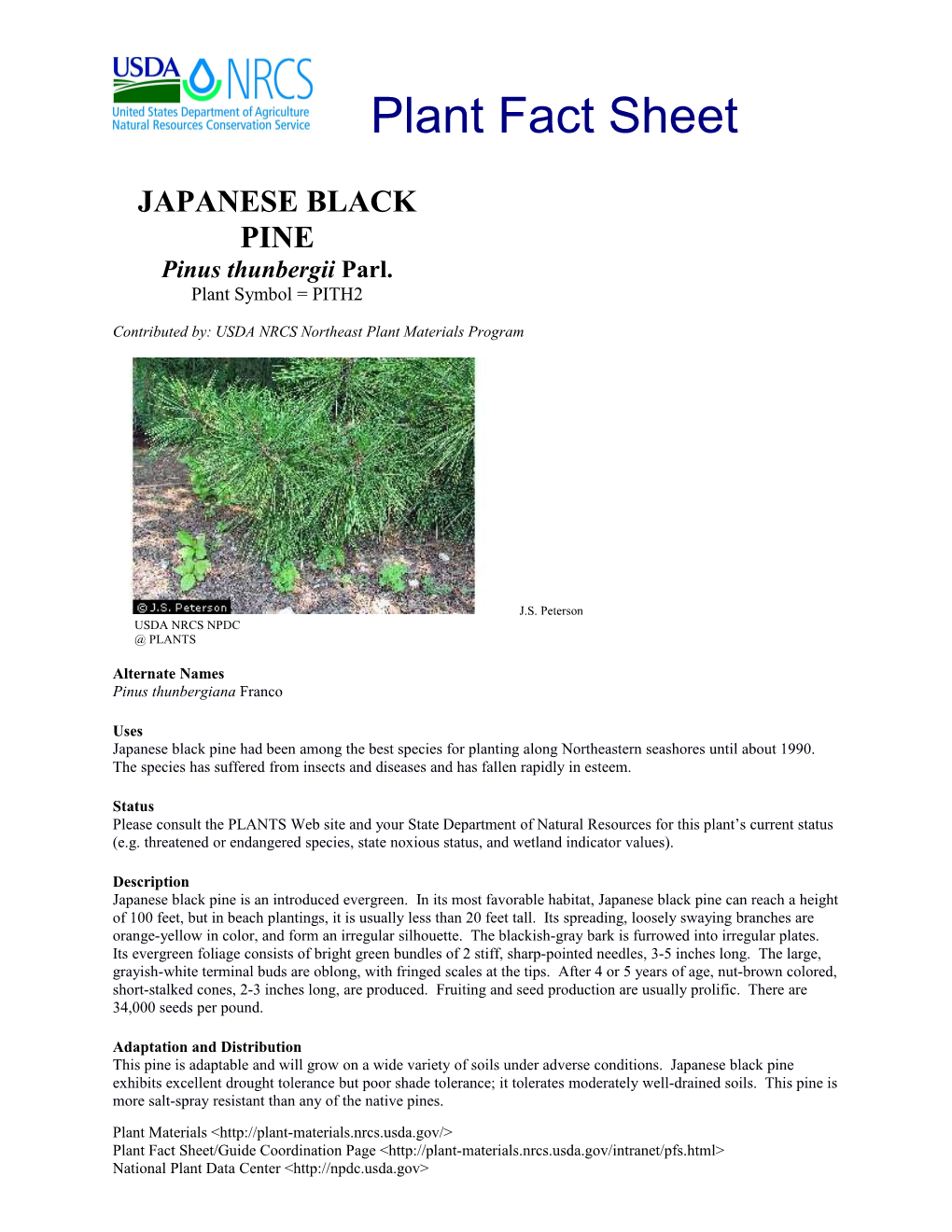 Japanese Black Pine