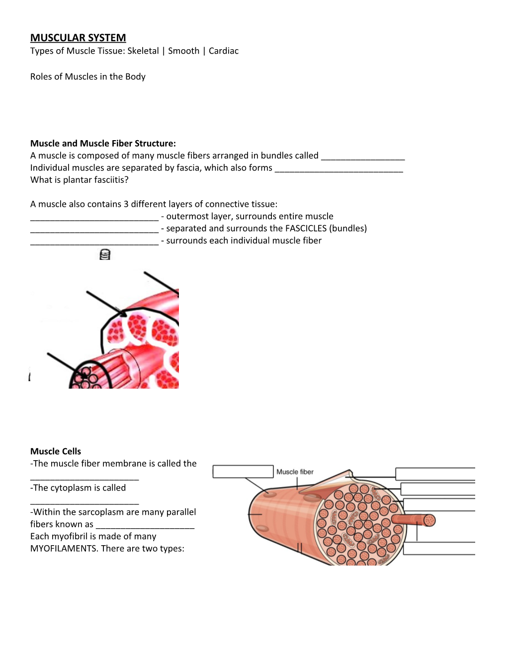 Types of Muscle Tissue: Skeletal Smooth Cardiac