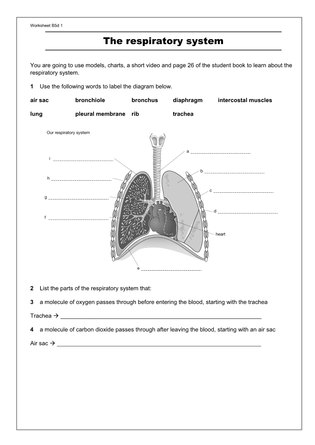 1Use the Following Words to Label the Diagram Below