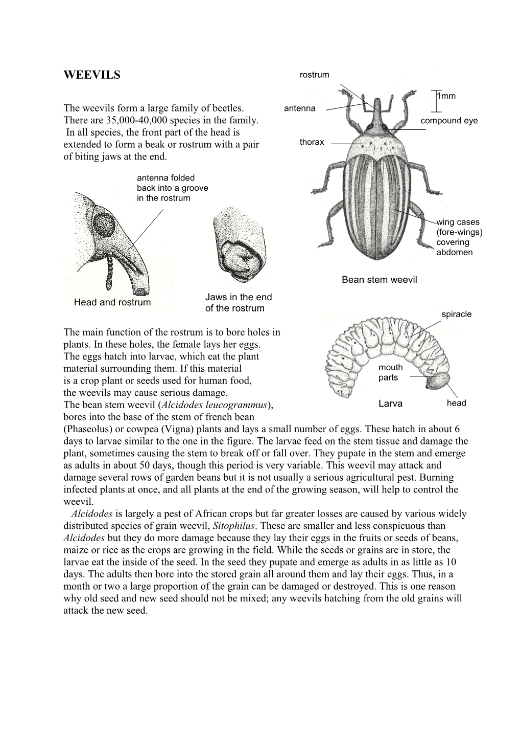 The Weevils Form a Large Family of Beetles