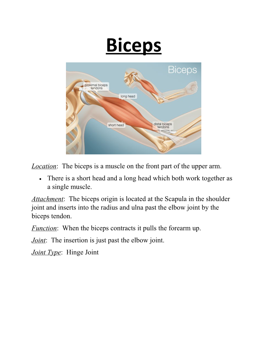 Location: the Biceps Is a Muscle on the Front Part of the Upper Arm