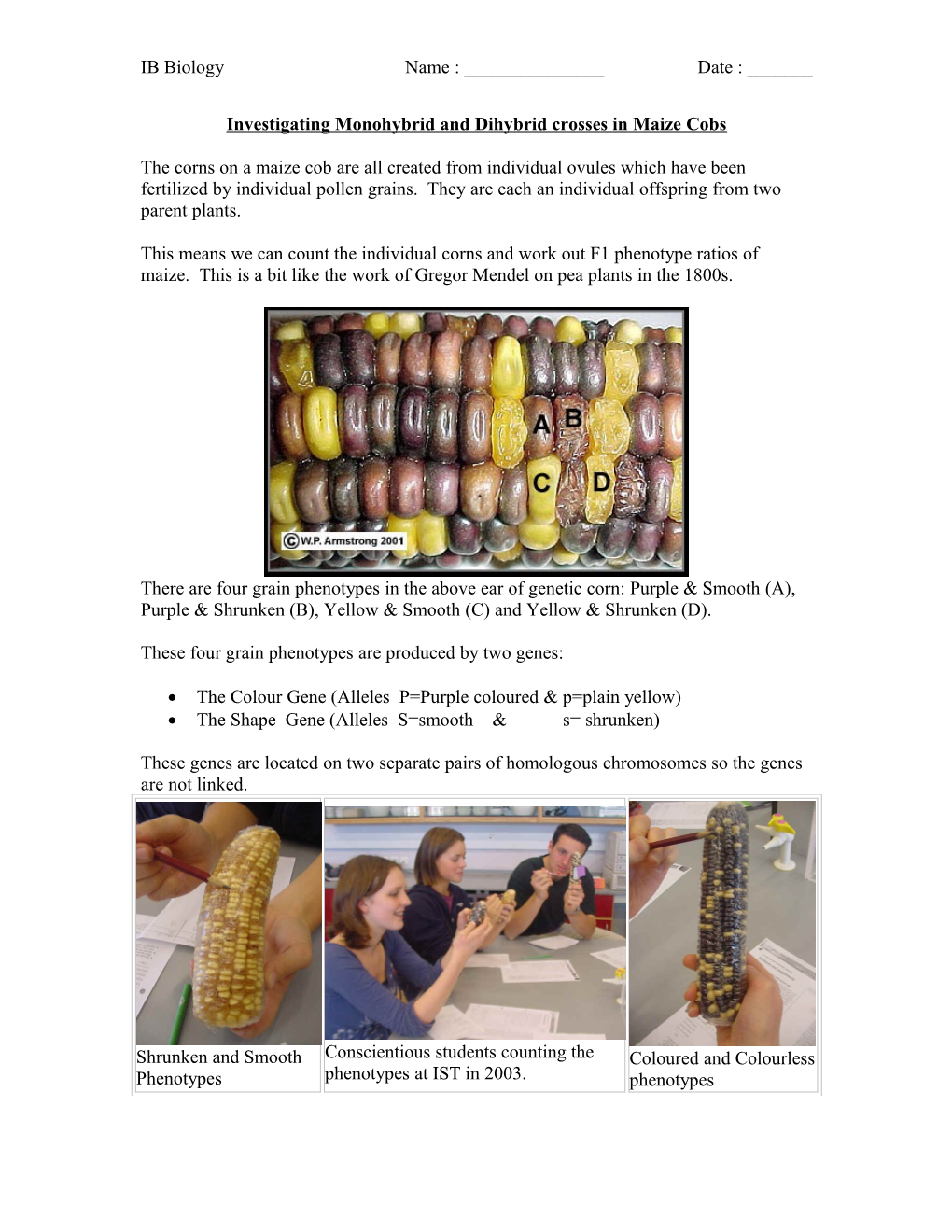 Investigating Monohybrid and Dihybrid Crosses in Maize Cobs