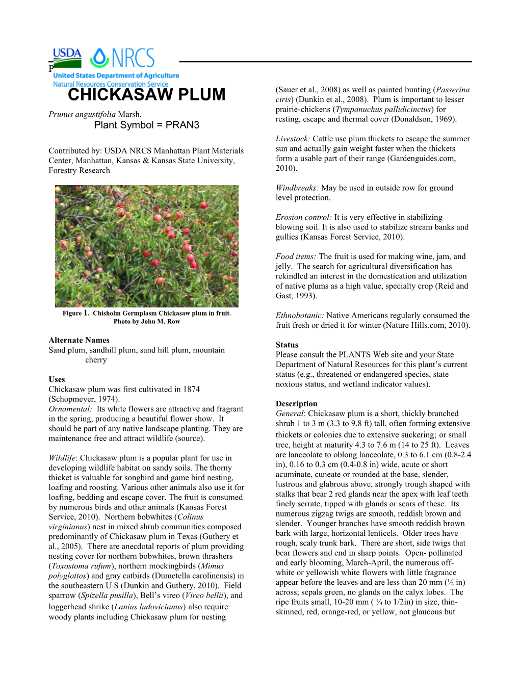 Chickasaw Plum Plant Guide