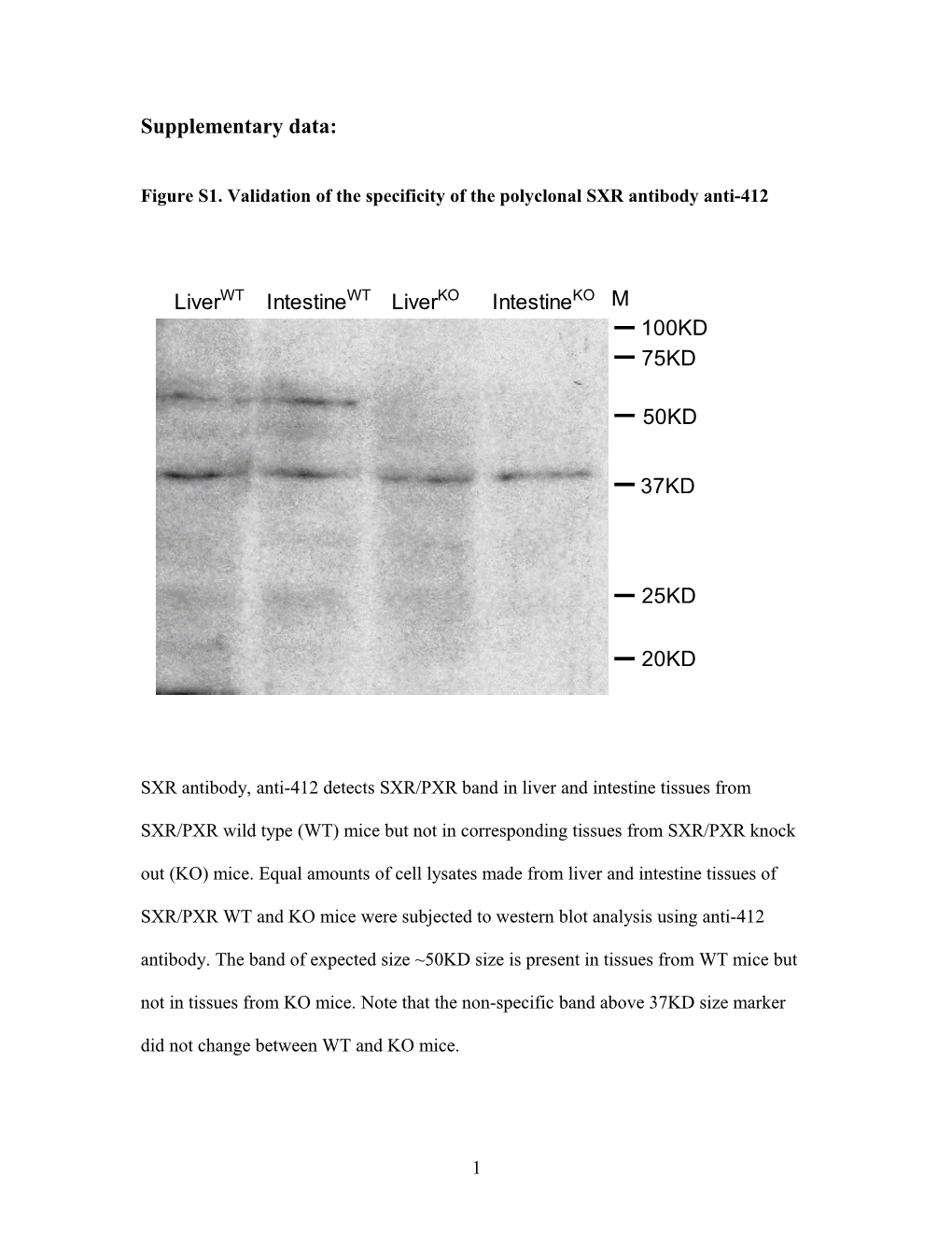 Figure S1. Validation of the Specificity of the Polyclonal SXR Antibody Anti-412