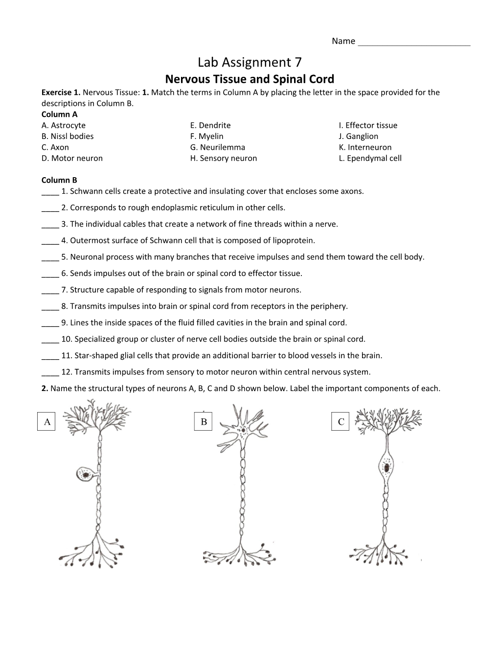 Nervous Tissue and Spinal Cord