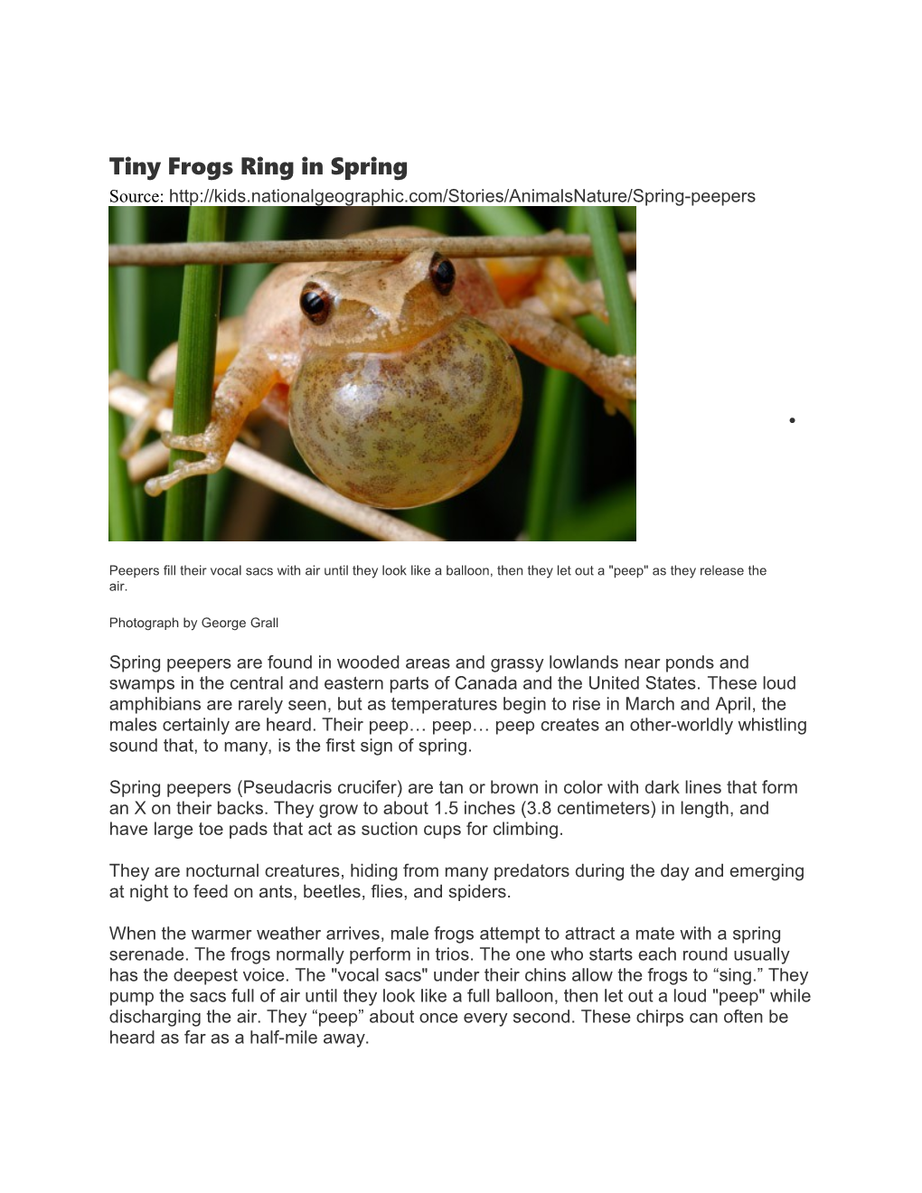 Tiny Frogs Ring in Spring