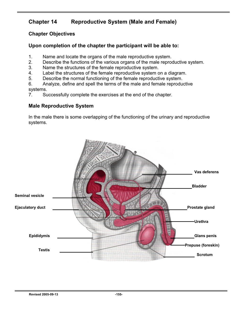 Chapter 14Reproductive System (Male and Female)