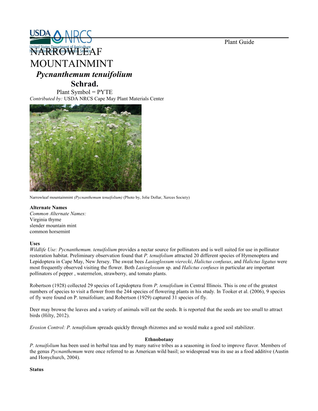 Narrowleaf Mountainmint (Pycnanthemum Tenuifolium)