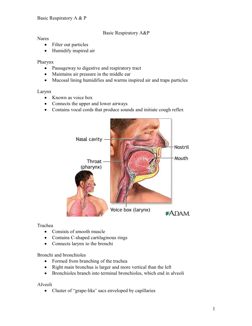 Basic Respiratory a & P