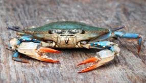 Image result for chesapeake bay blue crab