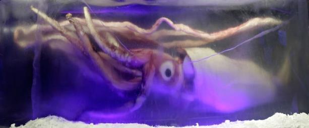 File Giant squid melb aquarium03 jpg