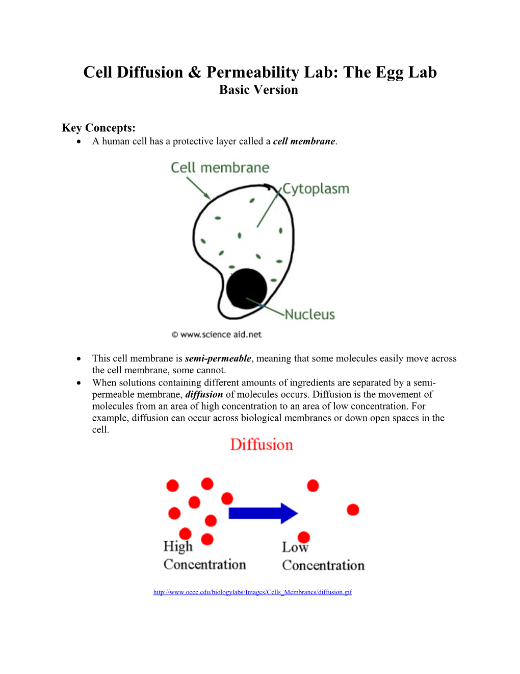 Cell Diffusion & Permeability Lab: the Egg Lab