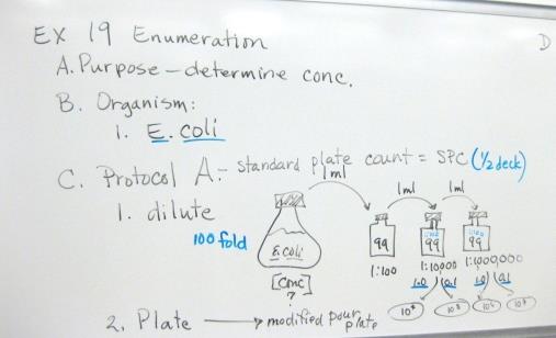 Description D MyDocuments Teaching Micro 1 Valley College Board notes Lab 8 dilution 1 JPG