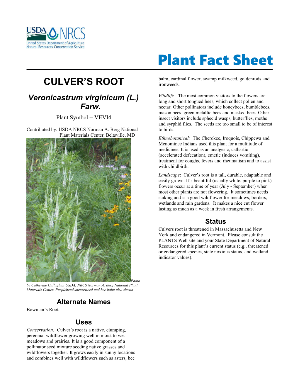Culver's Root, (Veronicastrum Virginicum) Plant Fact Sheet