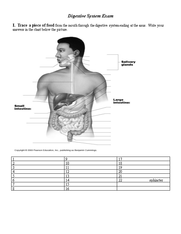 Digestive System Exam