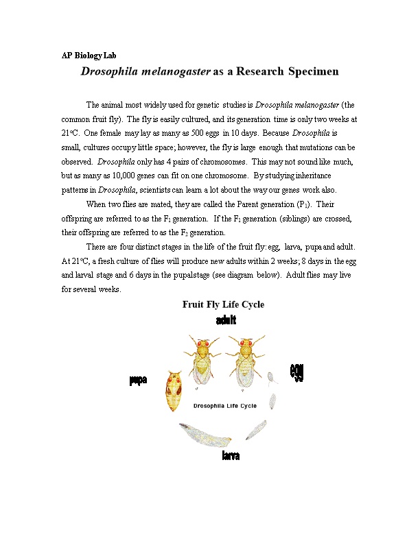 Drosophila Melanogaster As a Research Specimen