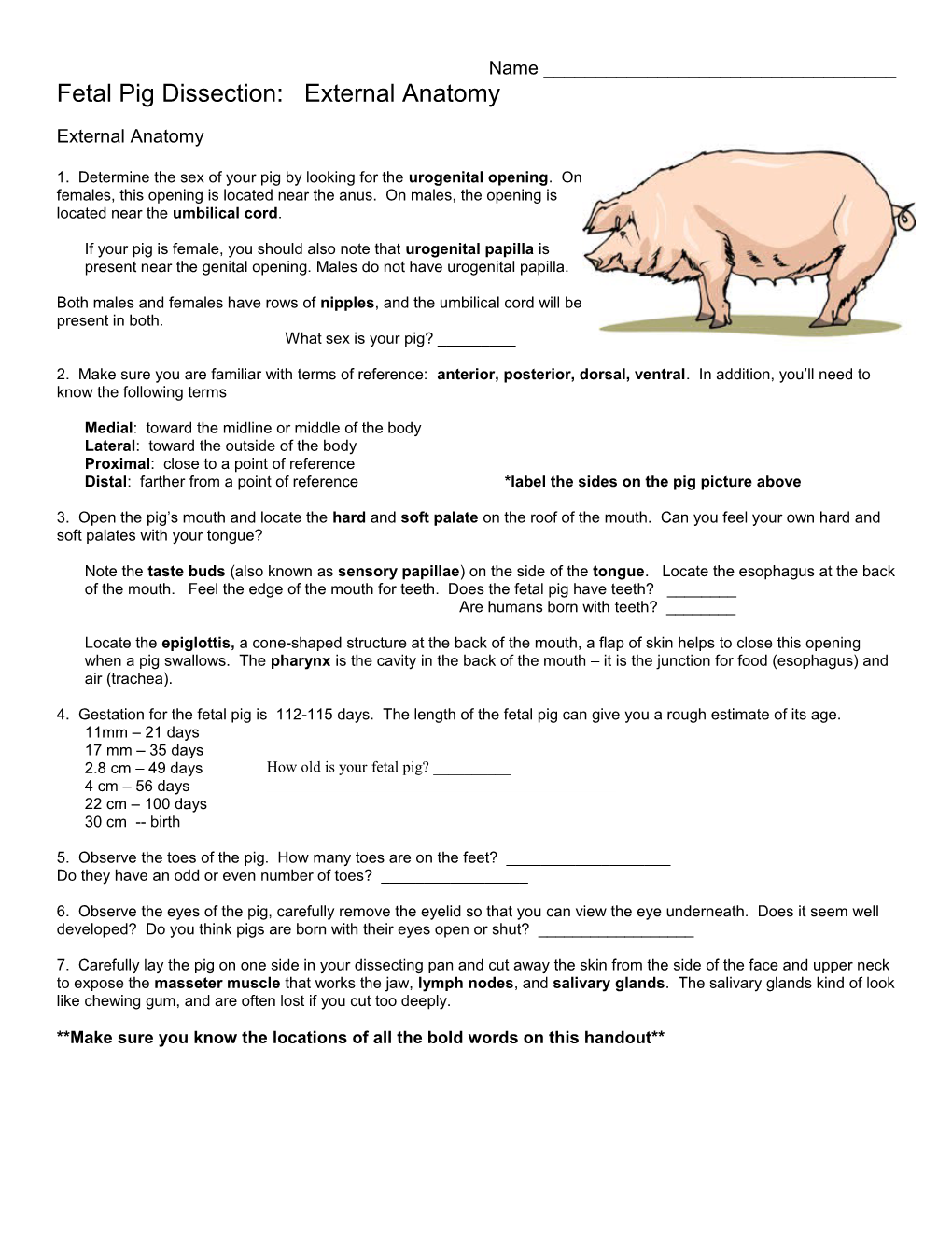 Fetal Pig Dissection: External Anatomy