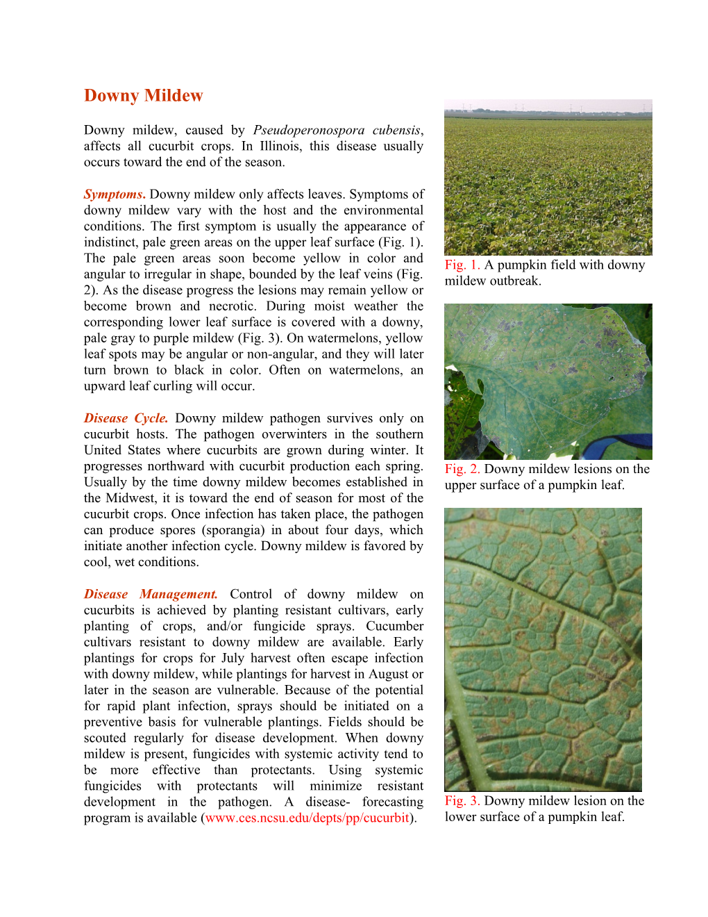 Fig. 1. a Pumpkin Field with Downy Mildew Outbreak