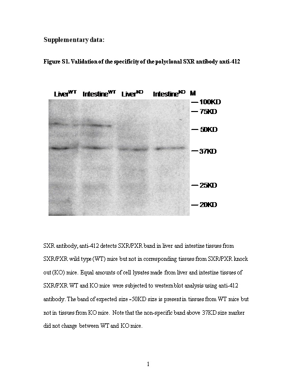 Figure S1. Validation of the Specificity of the Polyclonal SXR Antibody Anti-412
