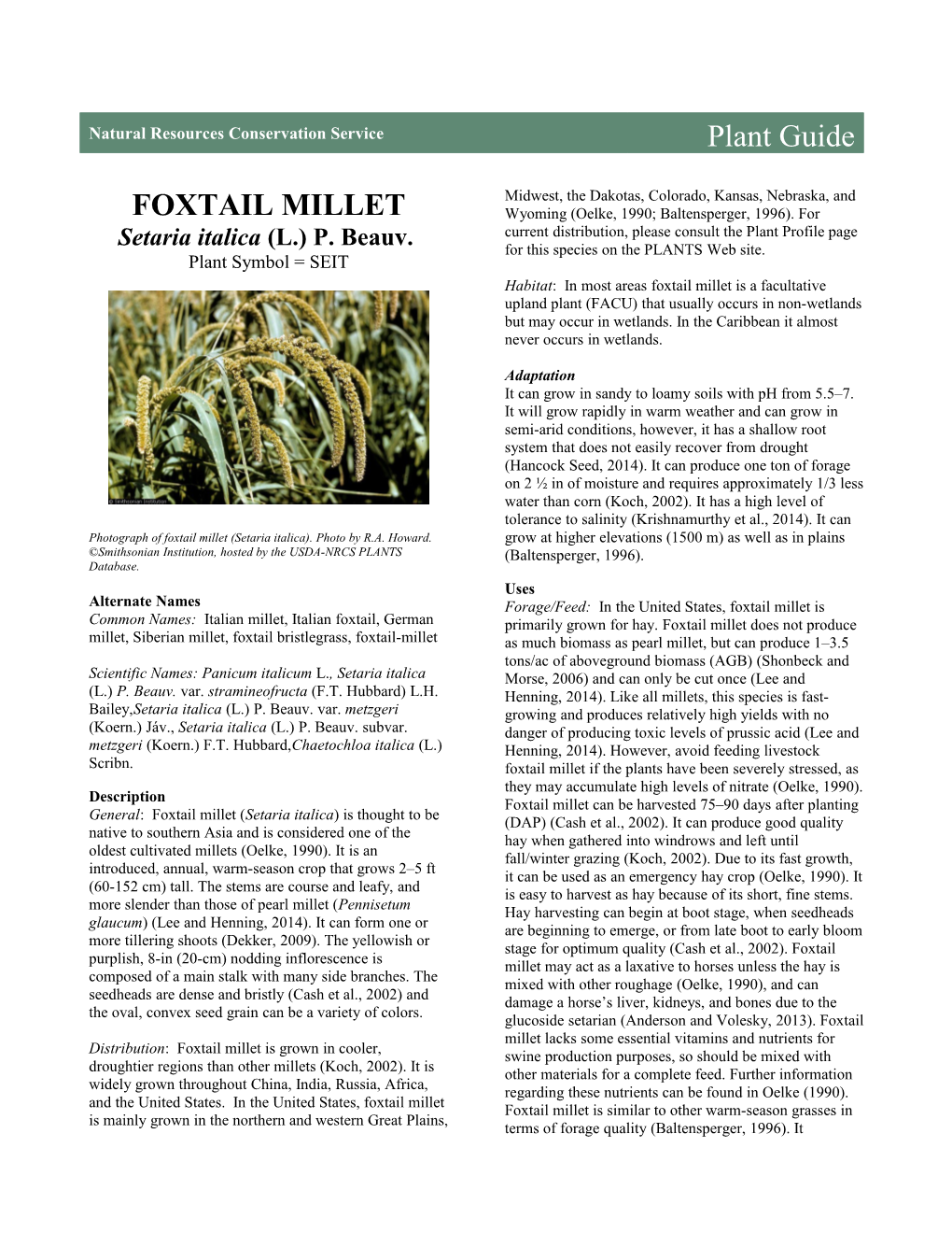 Foxtail Millet (Setaria Italica) Plant Guide