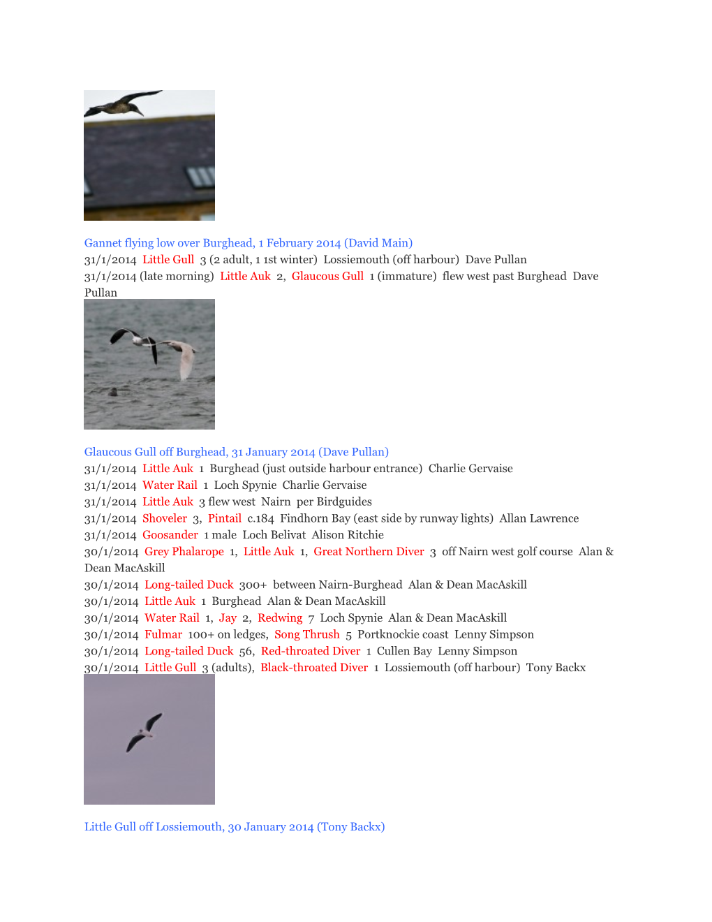 Gannet Flying Low Over Burghead, 1 February 2014 (David Main) 31/1/2014Little Gull 3 (2