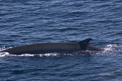 Gulf of Alaska Fin Whale Calling Behavior - Docest