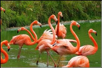 File Caribbean flamingo jpg