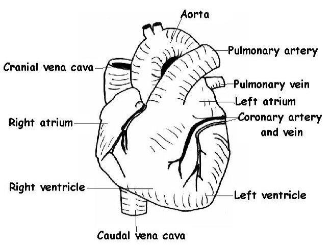 Heart Worksheet - Docest
