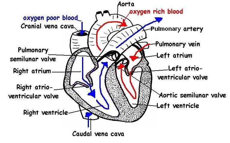 Image Heart structures labeled JPG