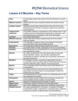 Lesson 4.2 Muscles Key Terms