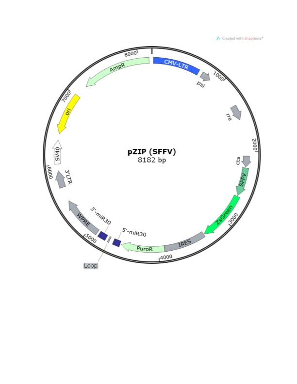 LOCUS Exported 8182 Bp Ds-DNA Circular SYN 22-APR-2014