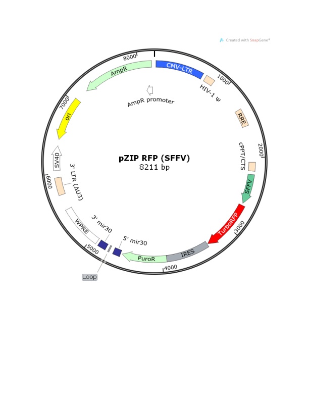 LOCUS Exported 8211 Bp Ds-DNA Circular SYN 14-JUL-2014