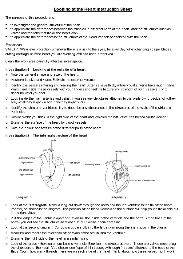 Looking at the Heart Instruction Sheet