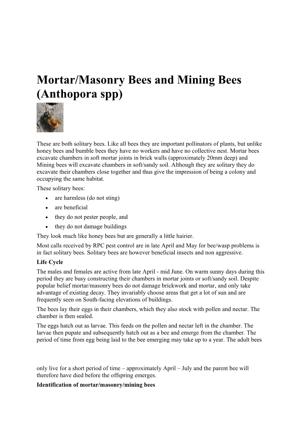 Mortar/Masonry Bees and Mining Bees (Anthopora Spp)