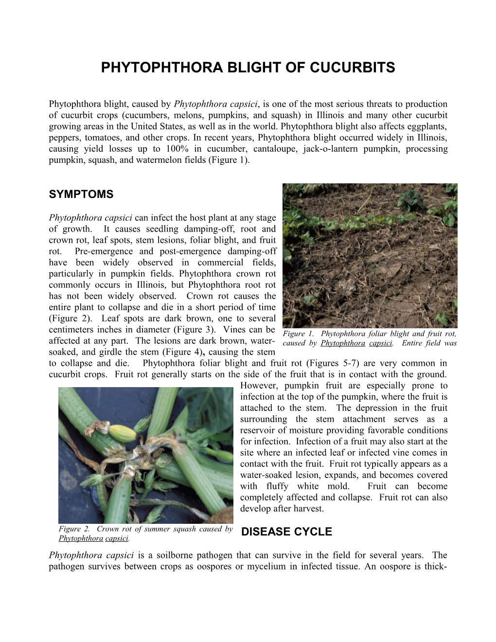 Phytophthora Blight of Cucurbits