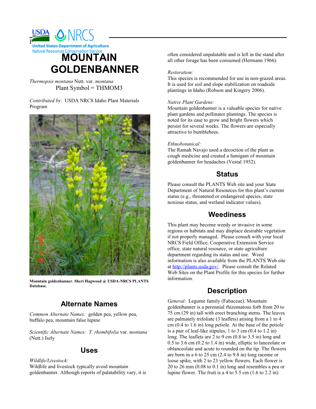Plant Guide for Mountain Goldenbanner (Thermopsis Montana)
