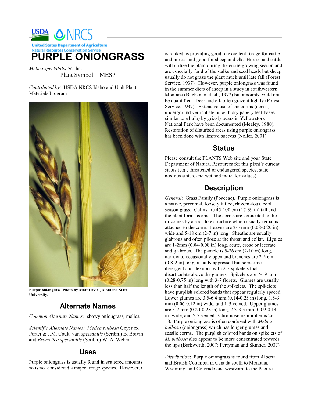 Plant Guide for Purple Oniongrass, (Melica Spectabilis)