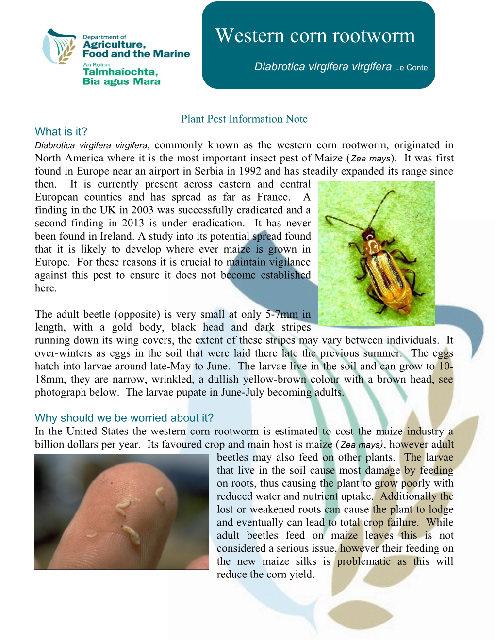 Plant Pest Information Note
