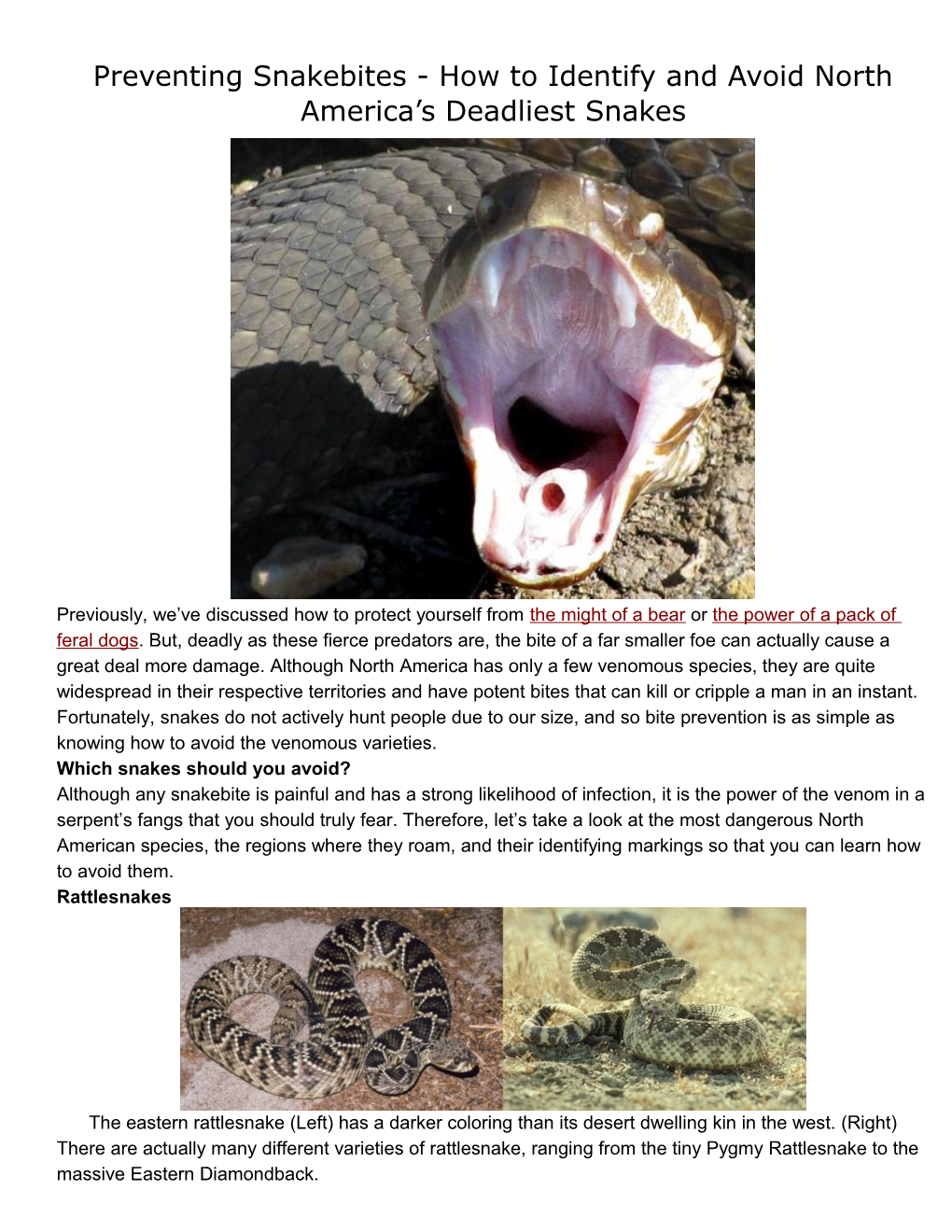 Preventing Snakebites - How to Identify and Avoid North America S Deadliest Snakes