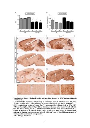Supplementary Figure 1. Reduced Weight, and Age-Related Increase in GFAP Immunostaining