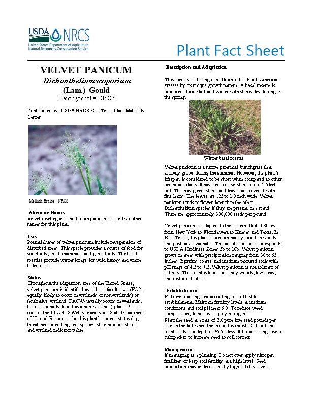 Velvet Panicum Plant Fact Sheet